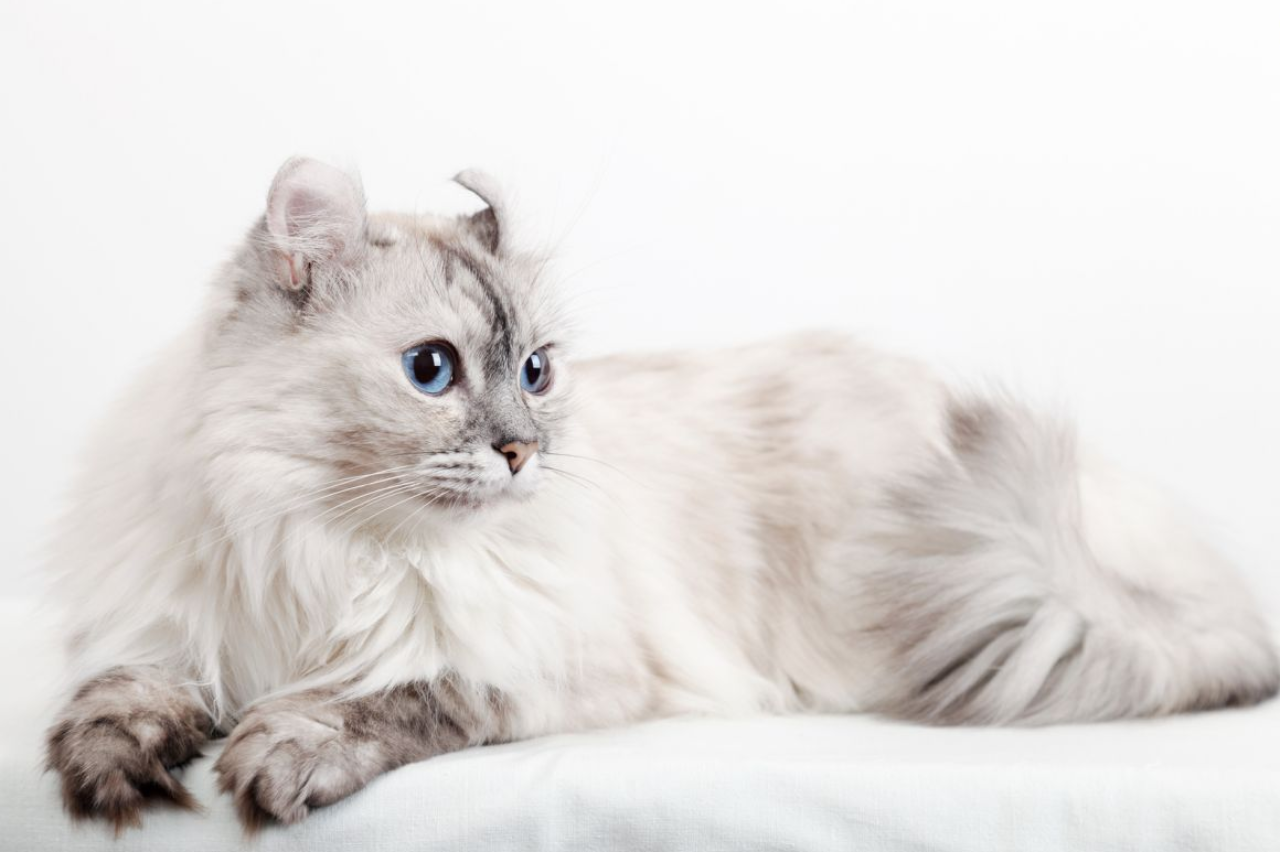 Рассмотрите фотографию кошки породы американский керл